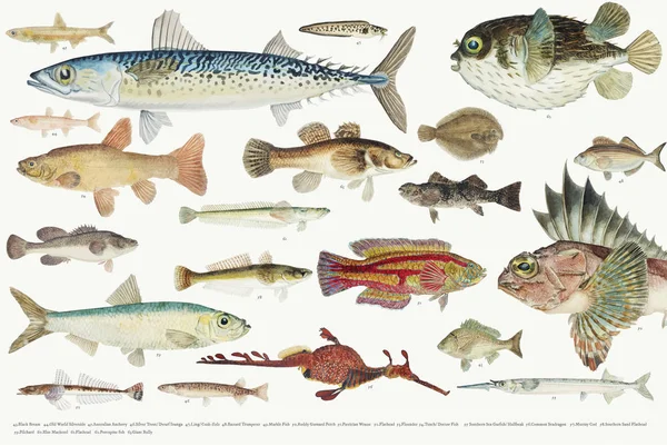 Illustration Colorée Collection Dessins Poissons — Photo