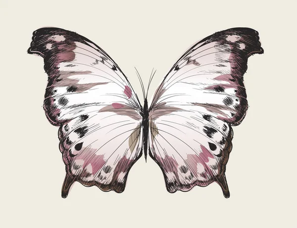 Ilustración Dibujo Estilo Mariposa —  Fotos de Stock