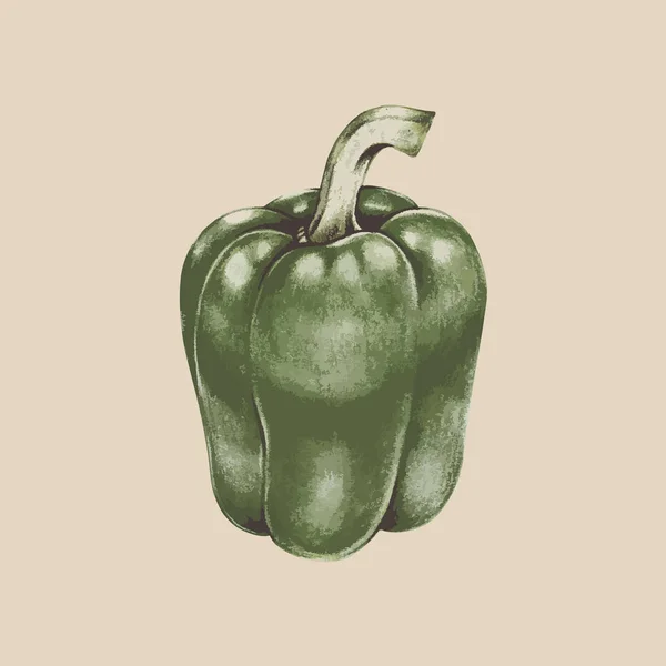 Illustrazione Della Collezione Vegetale Disegnata Mano — Foto Stock