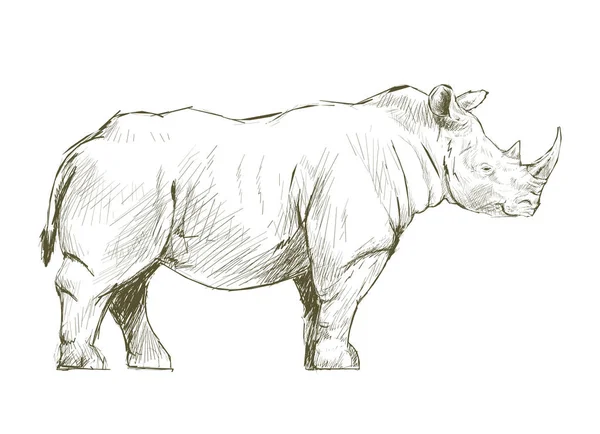 Illustration Ritning Stil Rhino — Stockfoto