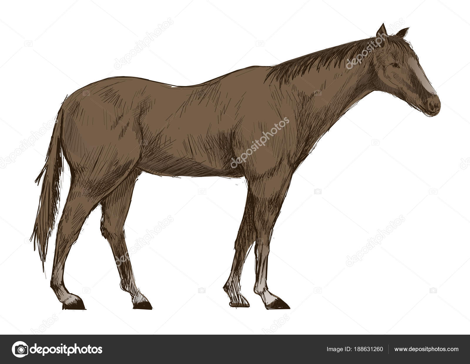 最高のイラスト画像 綺麗な馬 イラスト 描き 方