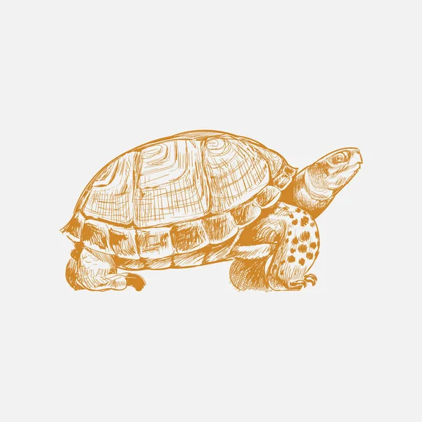 Ilustración Dibujo Estilo Tortuga — Foto de Stock