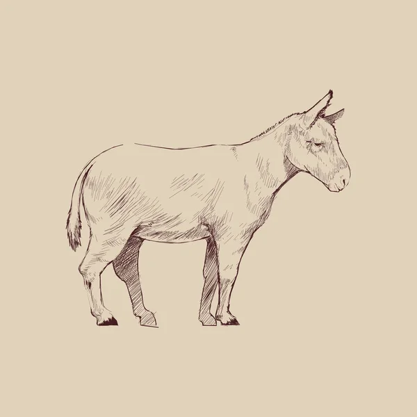 Ilustração Desenho Estilo Burro — Fotografia de Stock