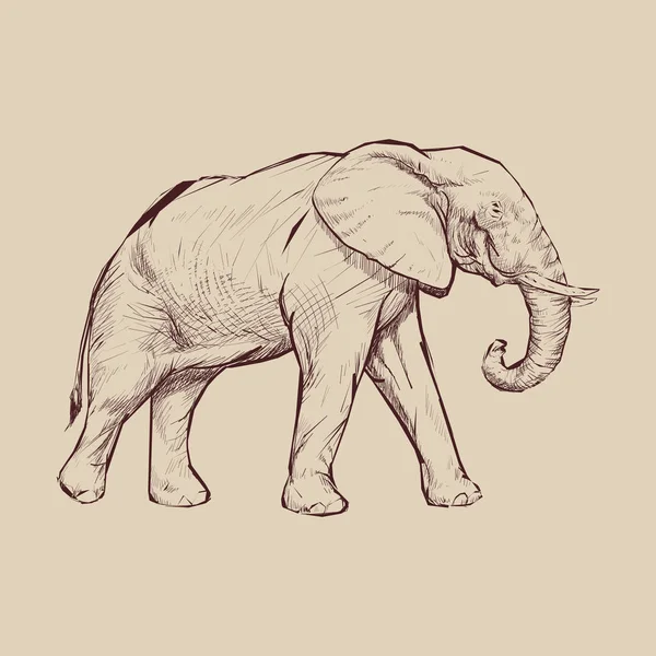 Illustration Dessin Style Éléphant — Photo
