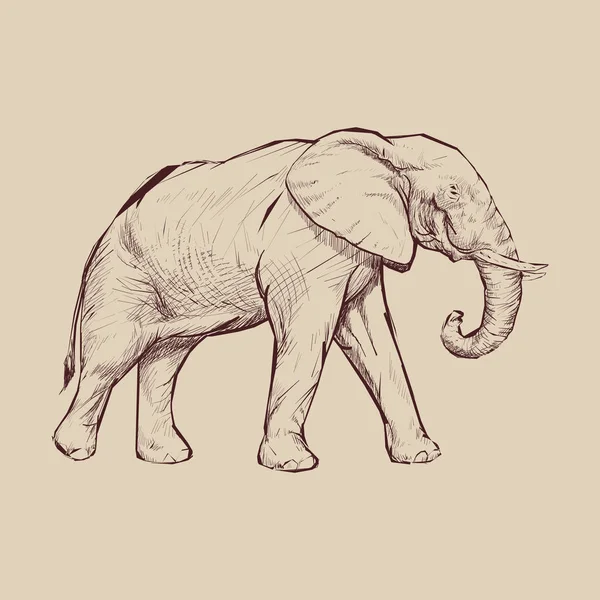 Illustrazione Stile Disegno Elefante — Foto Stock