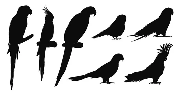 Ilustración Estilo Dibujo Colección Aves Loro —  Fotos de Stock