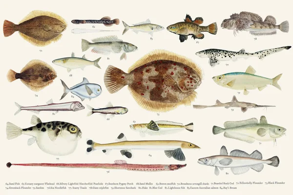 Χρωματιστά Εικονογράφηση Αντλώντας Συλλογή Ψαριών — Φωτογραφία Αρχείου