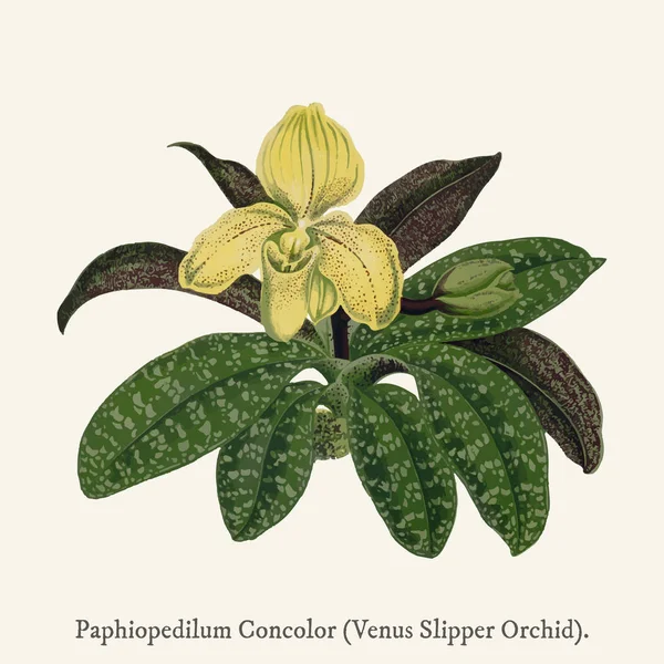Венера Тапочка Орхидея Paphiopedilum Concolor Найденная 1825 1890 Новом Редколистном — стоковое фото