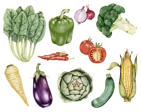 手工画蔬菜收藏插图 — 图库照片