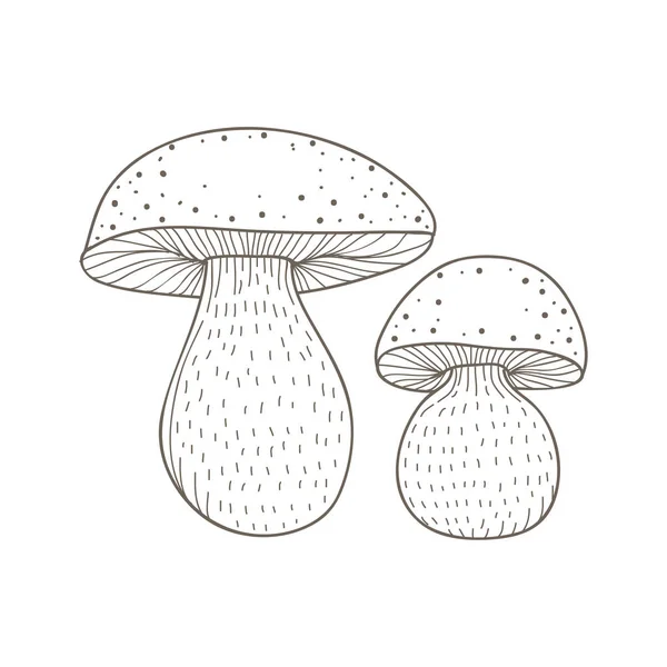 Illustration One Variant Mushroom — Stock Photo, Image