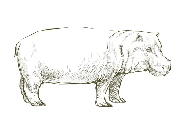 Ilustracja Zwierząt Hipopotama — Zdjęcie stockowe