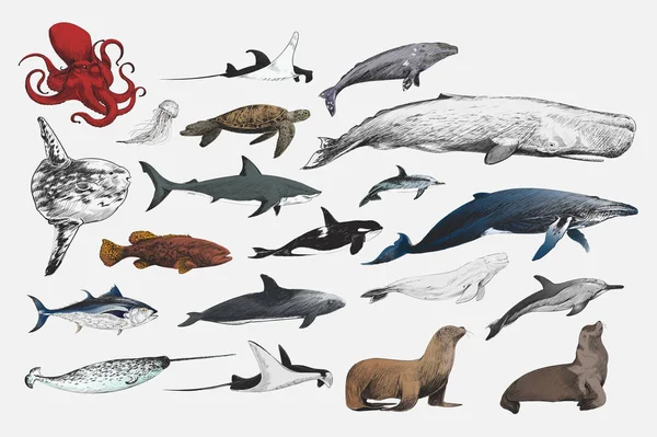 海洋生物コレクションのスタイルを図面の図 — ストック写真