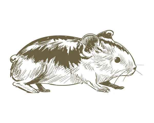 ネズミのイラストの描画スタイル — ストック写真