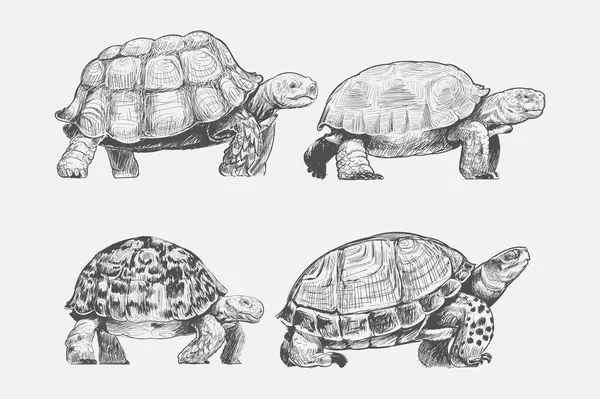 Ilustração Desenho Estilo Tartaruga — Fotografia de Stock