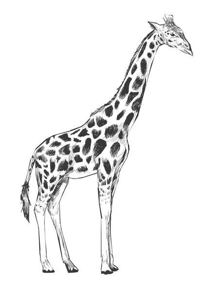 Illustrazione Disegno Stile Giraffa — Foto Stock