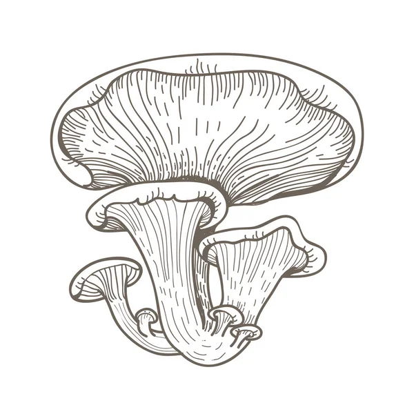 Illustration Une Variante Champignon — Photo