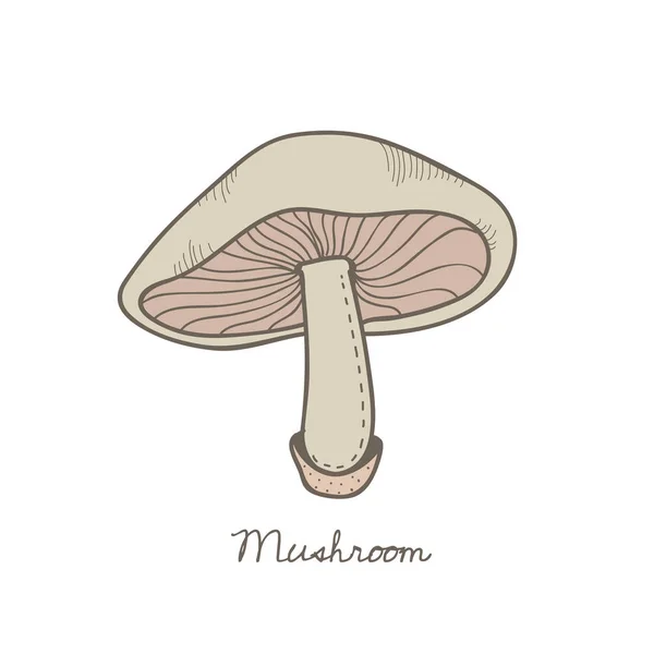 Illustration Champignon — Photo