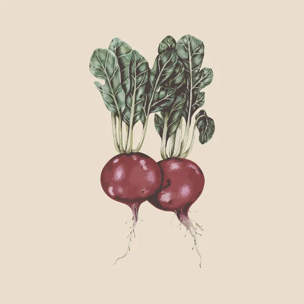 Ilustración Colección Verduras Dibujadas Mano — Foto de Stock