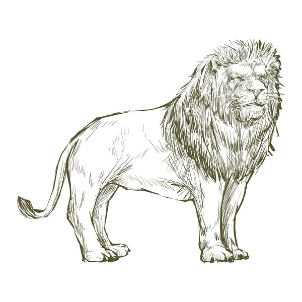 Illustration Dessin Style Lion — Photo