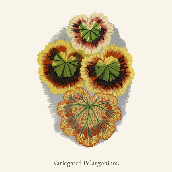 Варенизированные Герани Варенизированные Пеларгонии Обнаруженные 1825 1890 Новом Редколистном Растении — стоковое фото