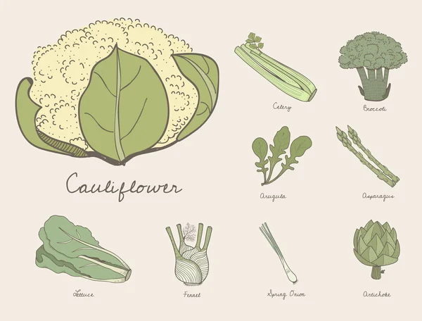 Illustration Différents Types Légumes — Photo