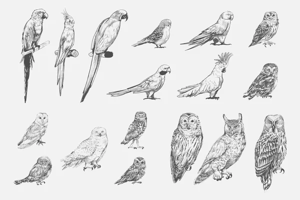 Иллюстрационный Стиль Коллекции Попугайских Птиц — стоковое фото