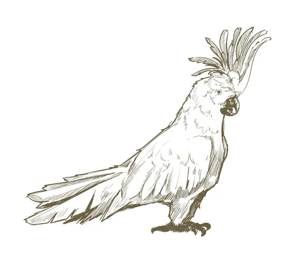 Εικονογράφηση Στυλ Σχεδίασης Του Παπαγάλου — Φωτογραφία Αρχείου
