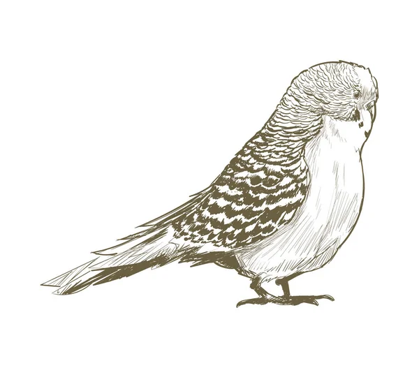 Illustration Drawing Style Parrot — Stock Photo, Image