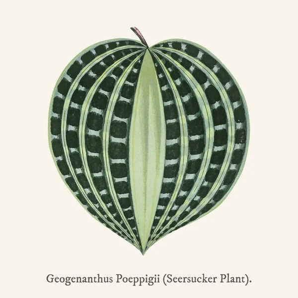 Seersucker Plant Fosorisandra Undata Обнаруженный 1825 1890 Новом Редколиственном Растении — стоковое фото