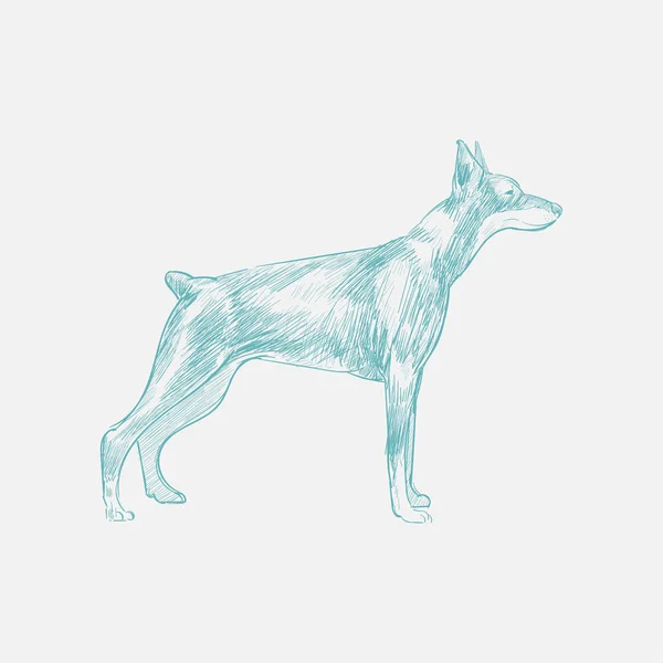 Illustration Drawing Style Dog — Stock Photo, Image