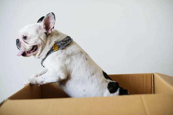 Primer Plano Del Bulldog Francés —  Fotos de Stock