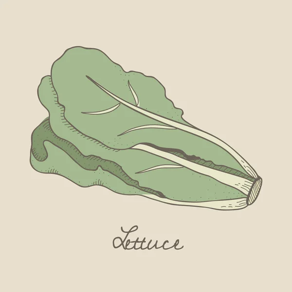 Illustration Lettuce — Stock Photo, Image