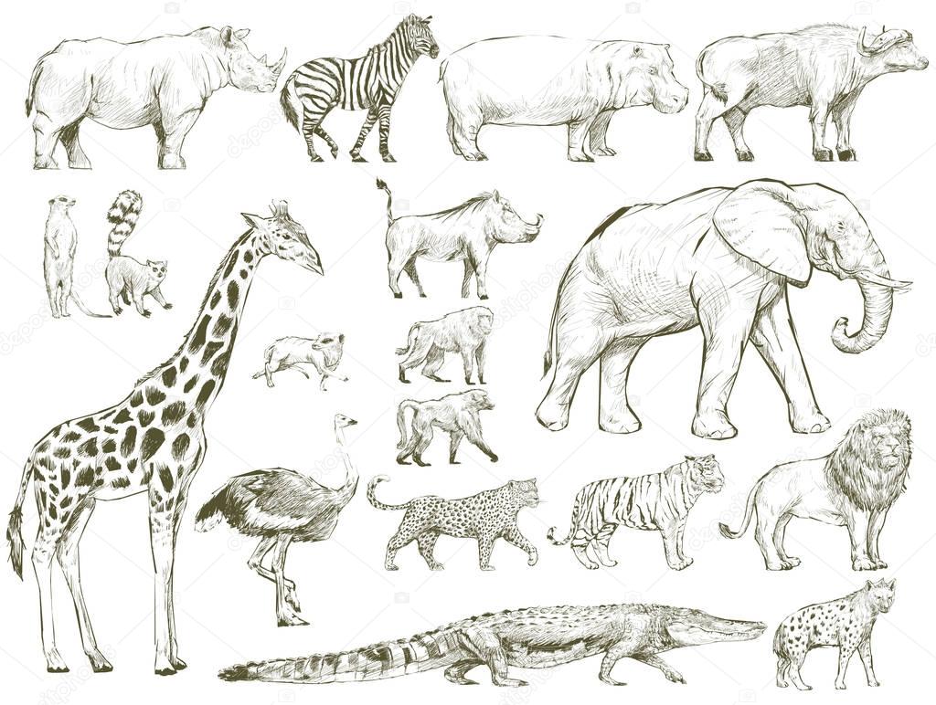 Illustration drawing style of wildlife collection