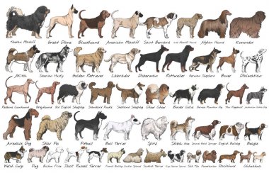 Köpek çizim çizim tarzı
