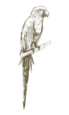 Papağan illüstrasyon çizim tarzı