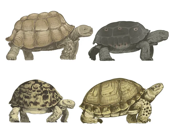 Illustration drawing style of turtles