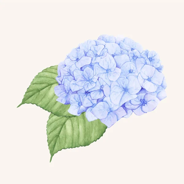 Illustration Hydrangea Flower Hand Drawn — Stock Photo, Image