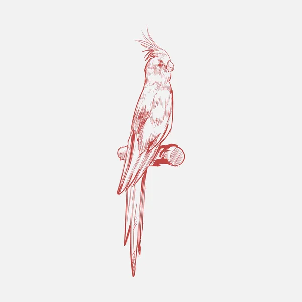 Styl Rysowania Ilustracja Papuga — Zdjęcie stockowe