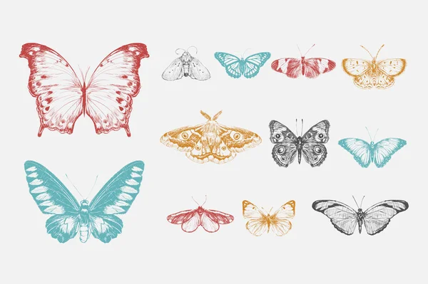 Ilustración Dibujo Estilo Colección Mariposas —  Fotos de Stock