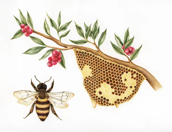 Иллюстрационный Стиль Рисунка Пчелиного Улья — стоковое фото