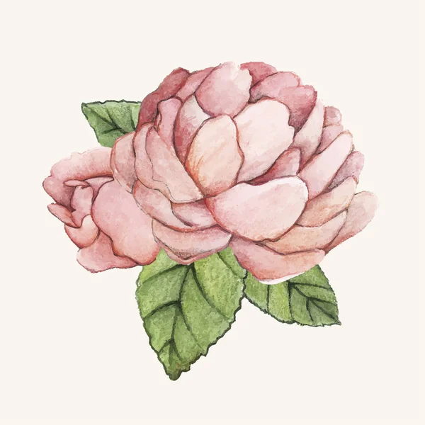 Illusztráció Bazsarózsa Virágok Mint Kézzel Rajzolt — Stock Fotó
