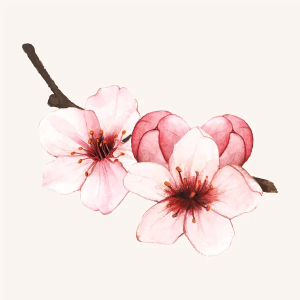 Illustration Cherry Blossom Flowers Hand Drawn — Stock Photo, Image