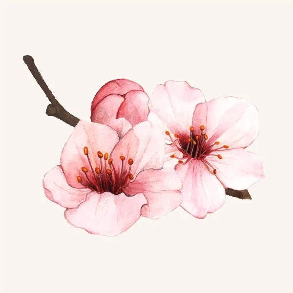 Hand Drawn Cherry Blossom Flower Isolated — Stock Photo, Image