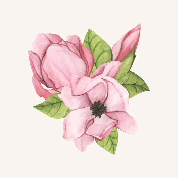 Hand Drawn Saucer Magnolia Flower Isolated — Stock Photo, Image