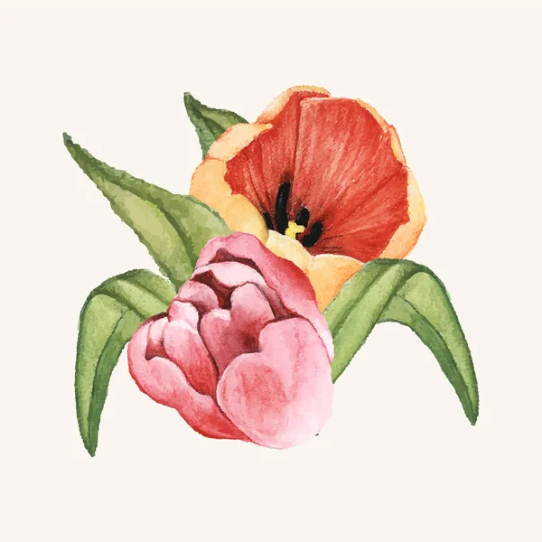 Hand Drawn Tulip Flower Isolated — Stock Photo, Image