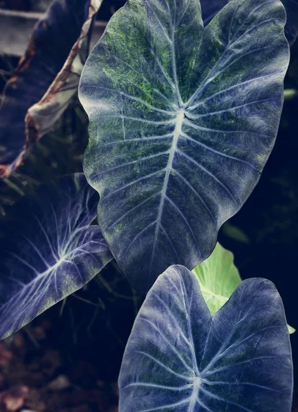 Hojas Plantas Verdes Azules Cerca — Foto de Stock