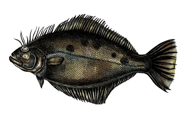 Hand Drawn Flounder Flatfish — Stock Photo, Image