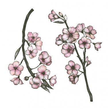 Elle çizilmiş Sakura çiçek