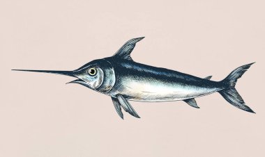 Elle çizilmiş Kılıçbalığı izole