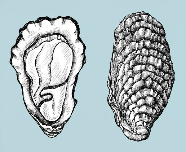 手工绘制牡蛎盐水双壳 — 图库照片